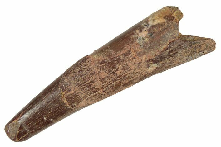 Fossil Pterosaur (Siroccopteryx) Tooth - Morocco #235016